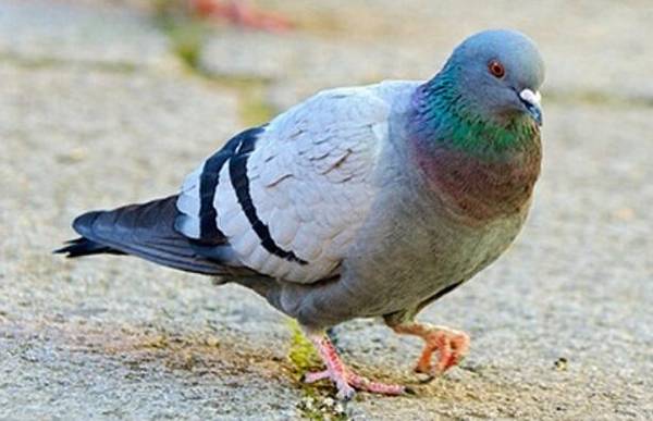 鸽子吃什么食物,鸽子常吃的饲料有哪些_养鸽