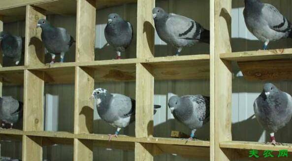 鸽子窝怎么做,鸽子窝的搭建方法_养鸽