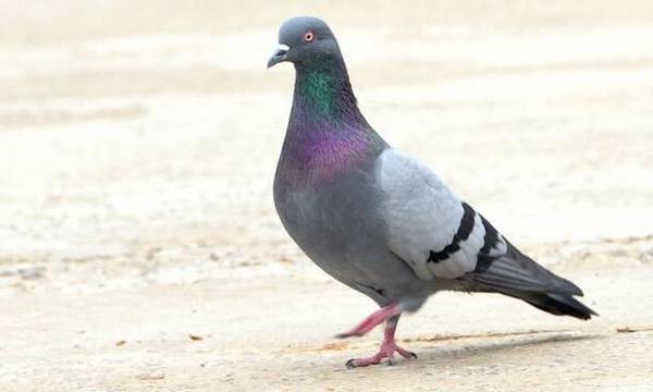 鸽子吃什么下蛋快,鸽子多产蛋的饲喂经验_养鸽