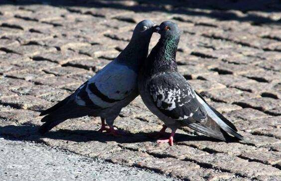 鸽子怎么求偶,鸽子的求偶信号_养鸽