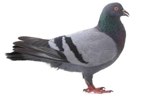 养鸽六不要,注意这六点常识鸽子能养好_养鸽