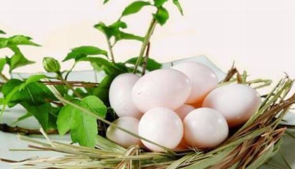 怎么提高蛋鸽产蛋率,多管齐下产蛋多_养鸽