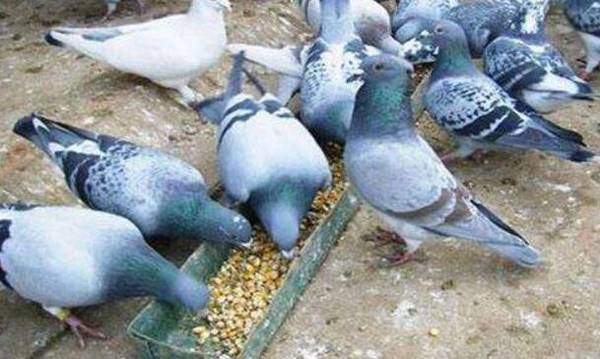 鸽子养殖场的建设要求_养鸽