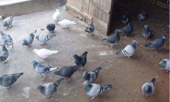 鸽子养殖场的建设要求_养鸽