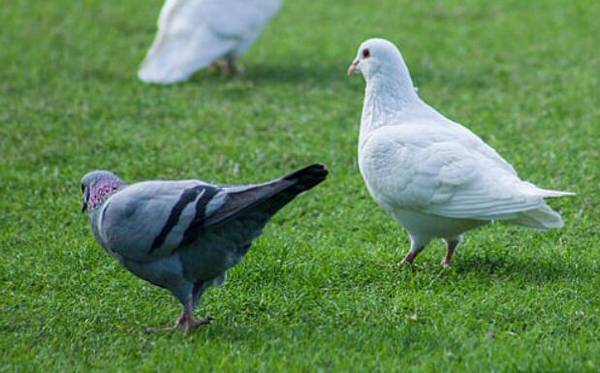 鸽子吃什么下蛋快,鸽子多产蛋的饲喂经验_养鸽