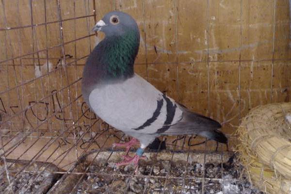 鸽子喂得好才能下蛋快,鸽子的五点饲养方法_养鸽