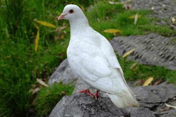 鸽子喂得好才能下蛋快,鸽子的五点饲养方法_养鸽