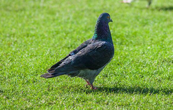鸽子喂得好才能下蛋快,鸽子的五点饲养方法_养鸽