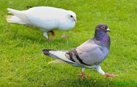 怎么判断鸽子年龄,六种方法鉴别鸽龄大小_养鸽