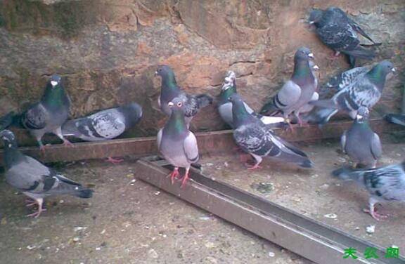 鸽子的主要食物种类有哪些_养鸽