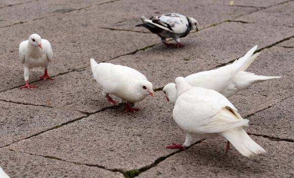 鸽子为什么不下蛋,鸽子不下蛋的常见原因_养鸽