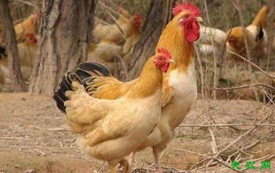 养三黄鸡营养要跟上,保证三黄鸡营养均衡_养鸡