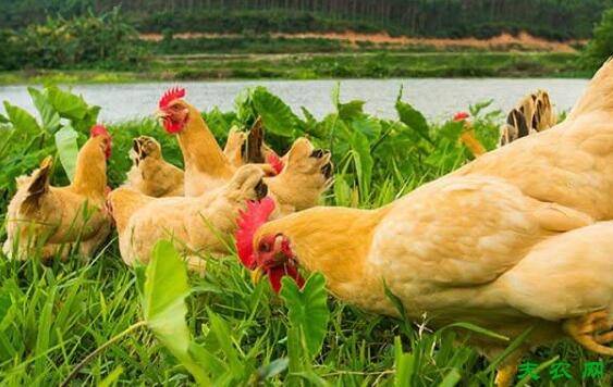 三黄鸡的光照要求_养鸡