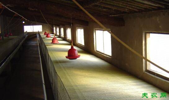 三黄鸡的二种饲养方式:网上平养与地面厚垫料平养_养鸡