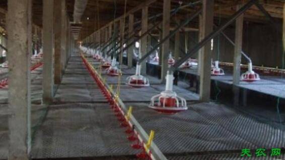 三黄鸡的二种饲养方式:网上平养与地面厚垫料平养_养鸡