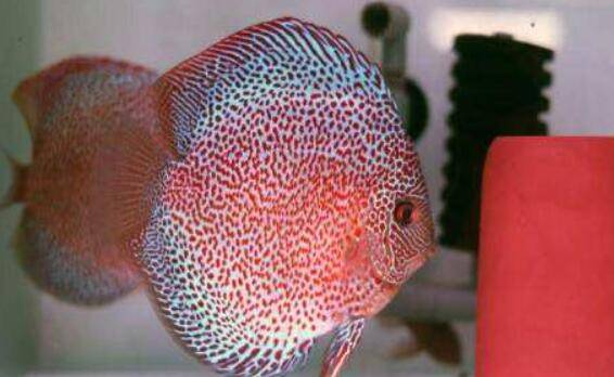 养七彩神仙鱼对水质的要求,四字标准:通透明亮_养鱼