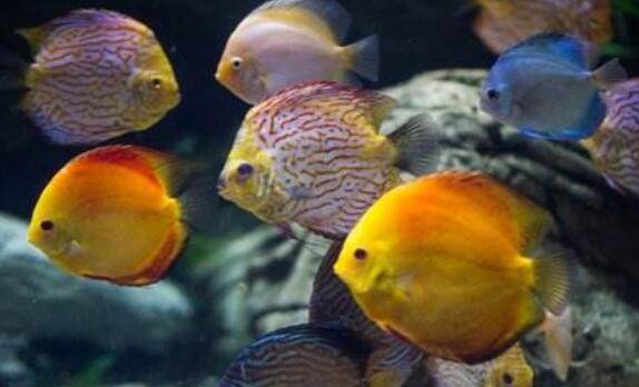 七彩神仙鱼能长多大,七彩神仙鱼的饲养方式_养鱼