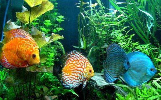 七彩神仙鱼能长多大,七彩神仙鱼的饲养方式_养鱼