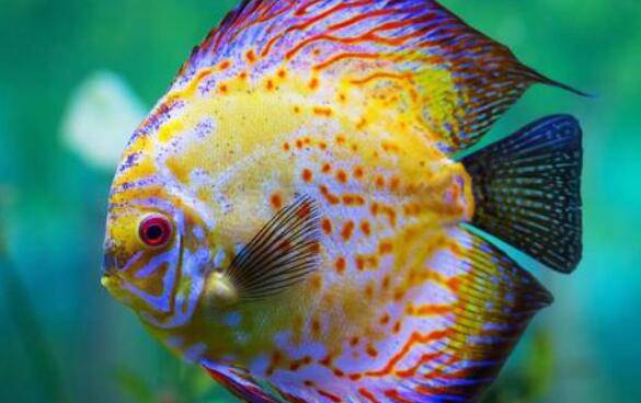 七彩神仙鱼能长多大,七彩神仙鱼的饲养方式_养鱼