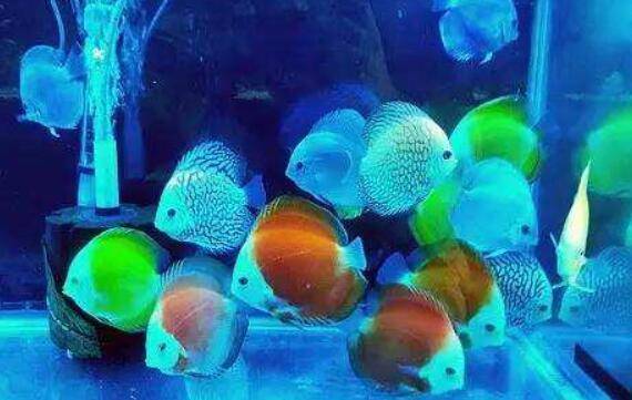 养七彩神仙鱼怎么换水,养七彩神仙鱼换水前先除氯_养鱼