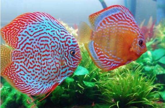 七彩神仙鱼饲养前的准备,七彩神仙鱼的饲养管理要求_养鱼
