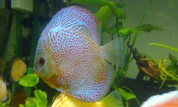 七彩神仙鱼的饲养方法,从五个方面入手养好七彩鱼_养鱼