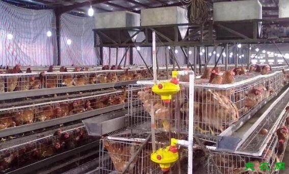 三黄鸡的光照要求_养鸡