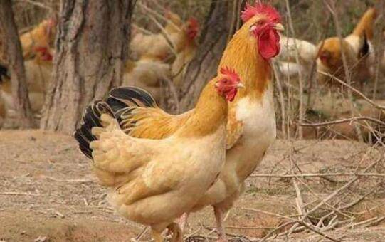 三黄鸡养多久出栏,三黄鸡养殖周期多长_养鸡