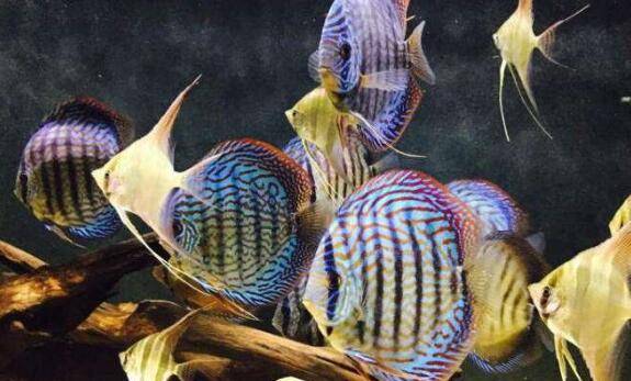 养七彩神仙鱼多观察,确保鱼儿体色与游动状态正常_养鱼