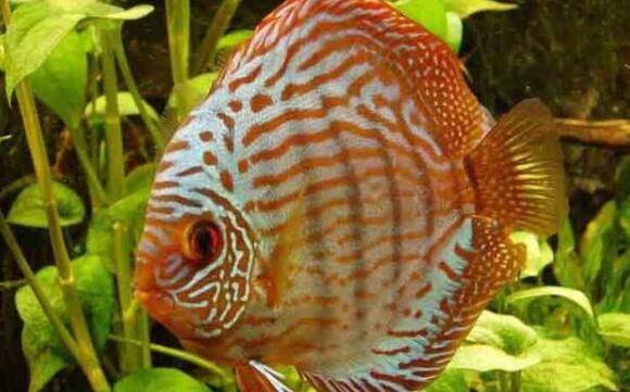 野生七彩神仙鱼的品种介绍,黑格尔七彩神仙鱼很特别_养鱼