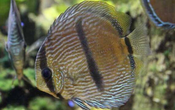 野生七彩神仙鱼的品种介绍,黑格尔七彩神仙鱼很特别_养鱼