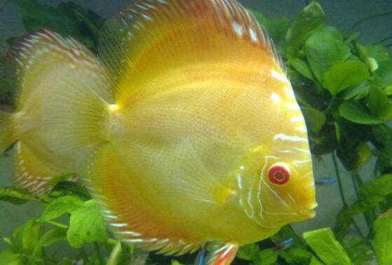 怎么挑选七彩神仙鱼,七个挑选注意事项看一看_养鱼