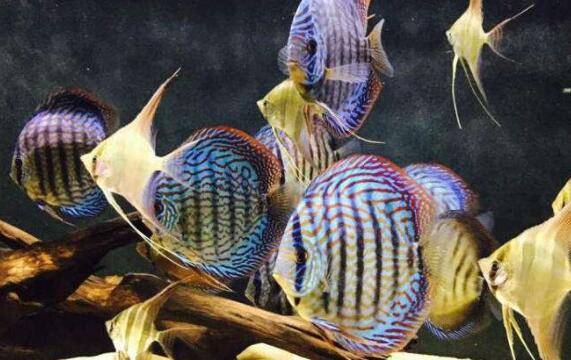 七彩神仙鱼的生活特性,七彩神仙鱼的生长特点_养鱼
