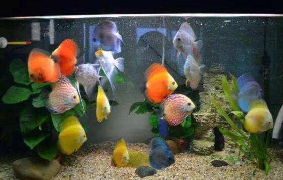 七彩神仙鱼的生活特性,七彩神仙鱼的生长特点_养鱼