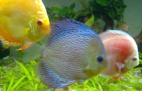 怎么选购七彩神仙鱼,购买七彩神仙鱼的注意事项_养鱼