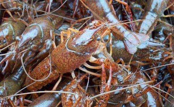 小龙虾生活习性之避光性_养虾