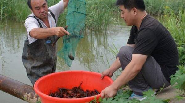 小龙虾的七大生活习性,养小龙虾先了解其习性_养虾