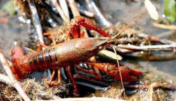 小龙虾的药敏性_养虾
