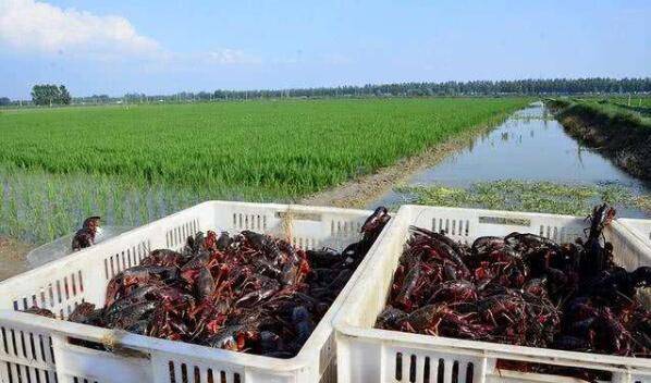 小龙虾的迁徙性_养虾