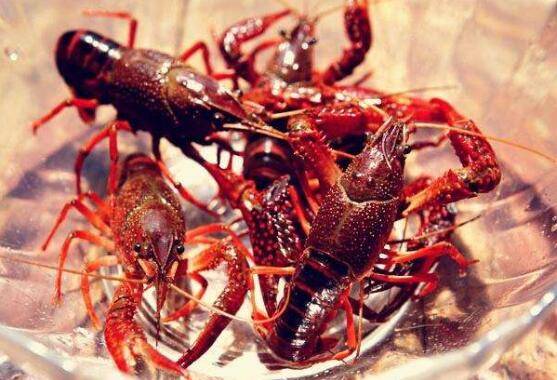 小龙虾怎么养殖,小龙虾养殖经验分享_养虾