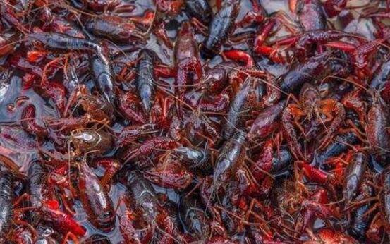 小龙虾放养前的准备工作_养虾