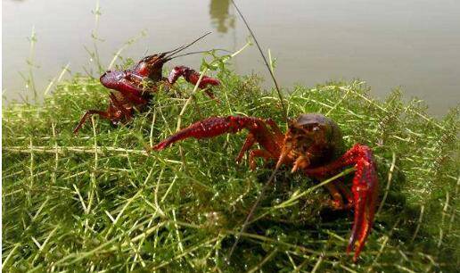 小龙虾养殖对设施的基本要求_养虾