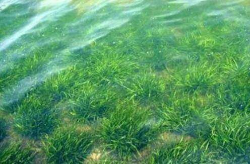 淡水小龙虾池塘中水草的作用_养虾