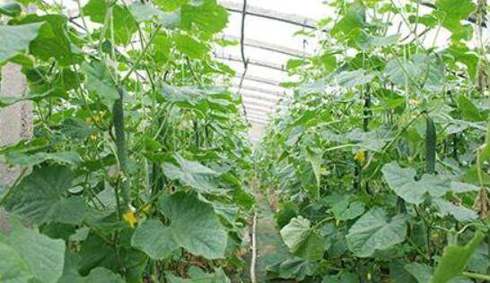 黄瓜长弯了什么原因,肥力不足时黄瓜易长弯_蔬菜种植