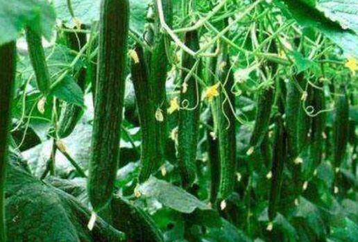黄瓜整个生长期对温度的要求_蔬菜种植