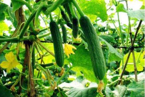 黄瓜整个生长期对温度的要求_蔬菜种植