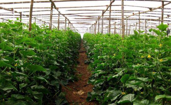 黄瓜生长对湿度条件的要求_蔬菜种植