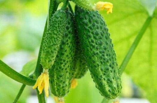 黄瓜生长对气体条件的要求_蔬菜种植