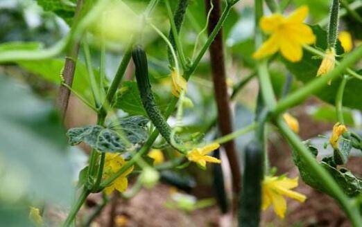 黄瓜种植时的管理要点,五大要点助黄瓜产量增高_蔬菜种植