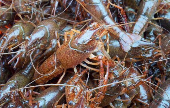 小龙虾留种的方法_养虾